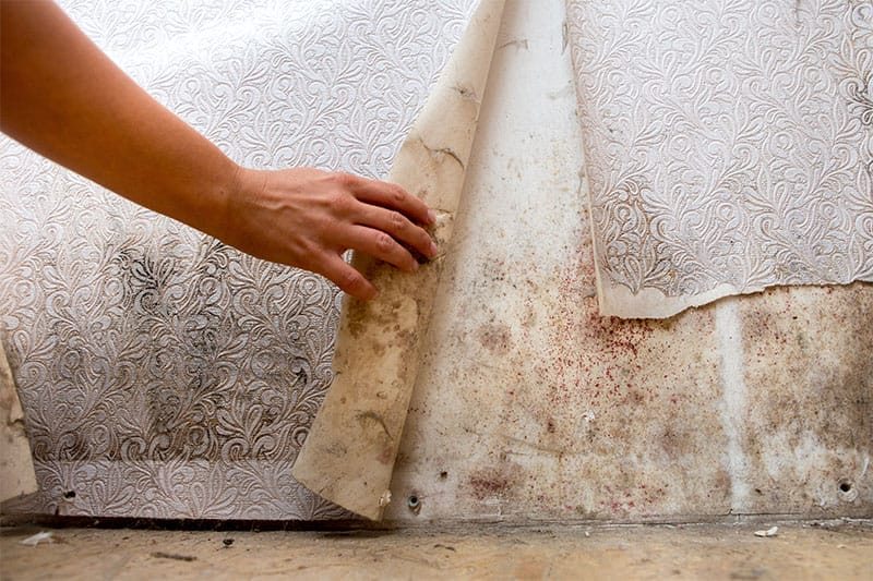 Our Comprehensive Mold Remediation Services